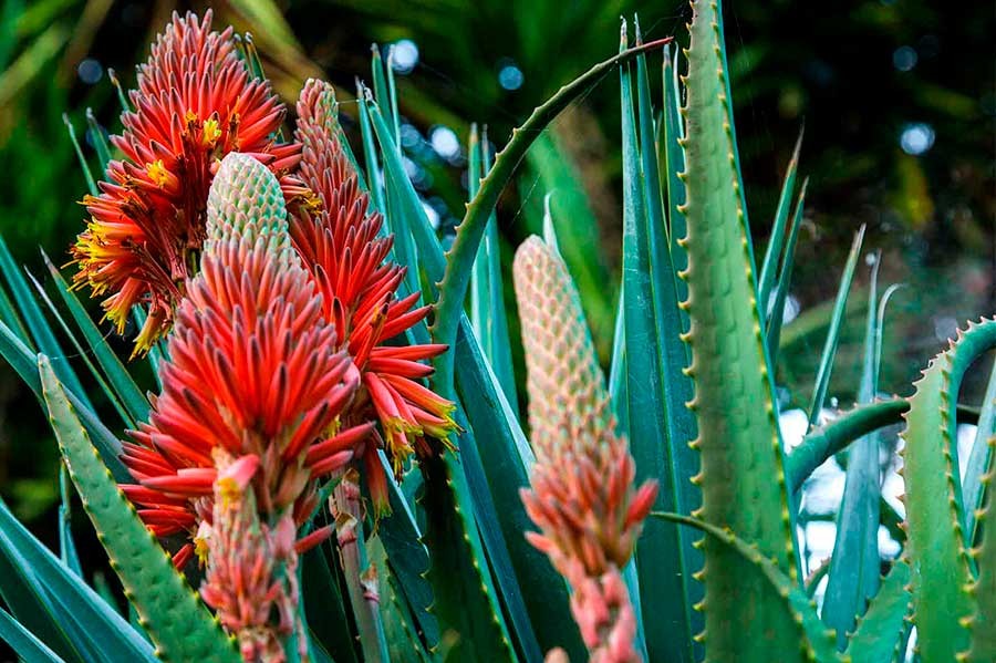 Aloe Xanthorrhoeaceae,