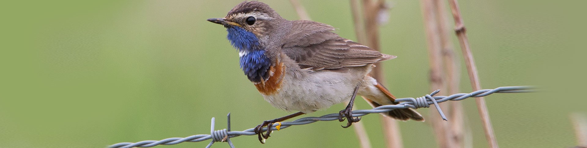 Blaukehlchen (Luscinia svecica)