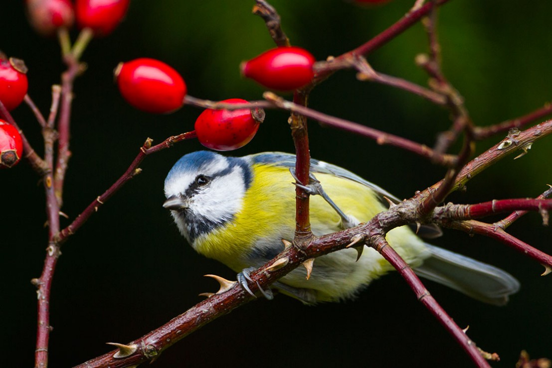 Blaumeise,Eurasian Blue Tit,