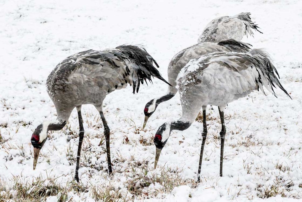 Kranich im Schnee