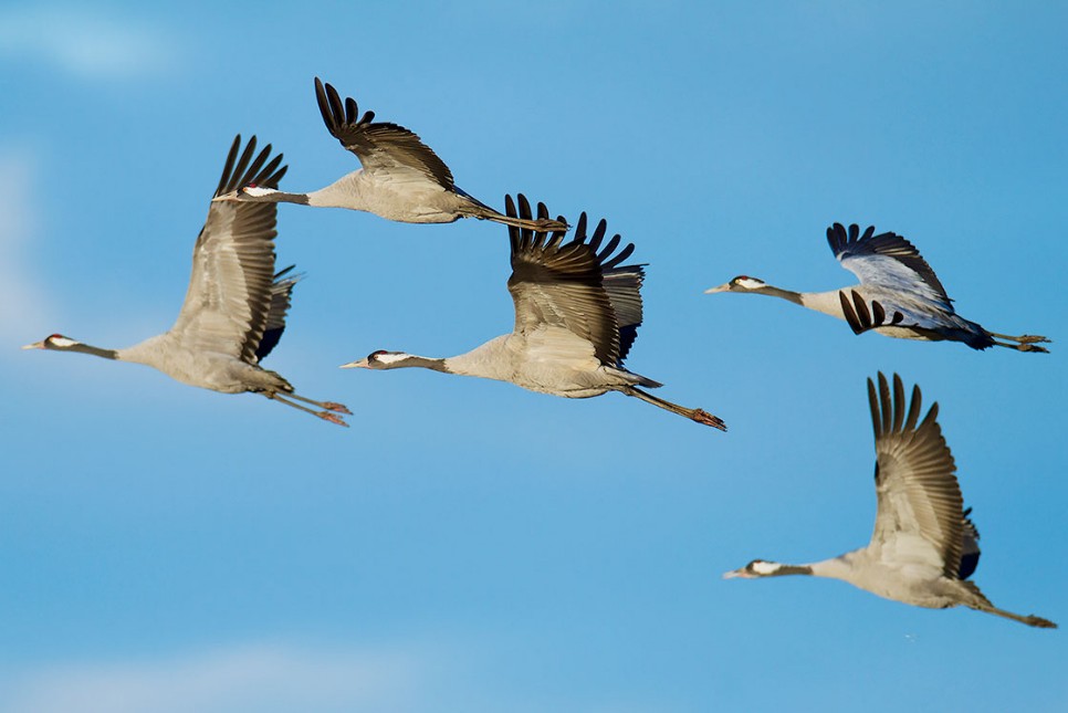 Grauer Kranich,grus grus,