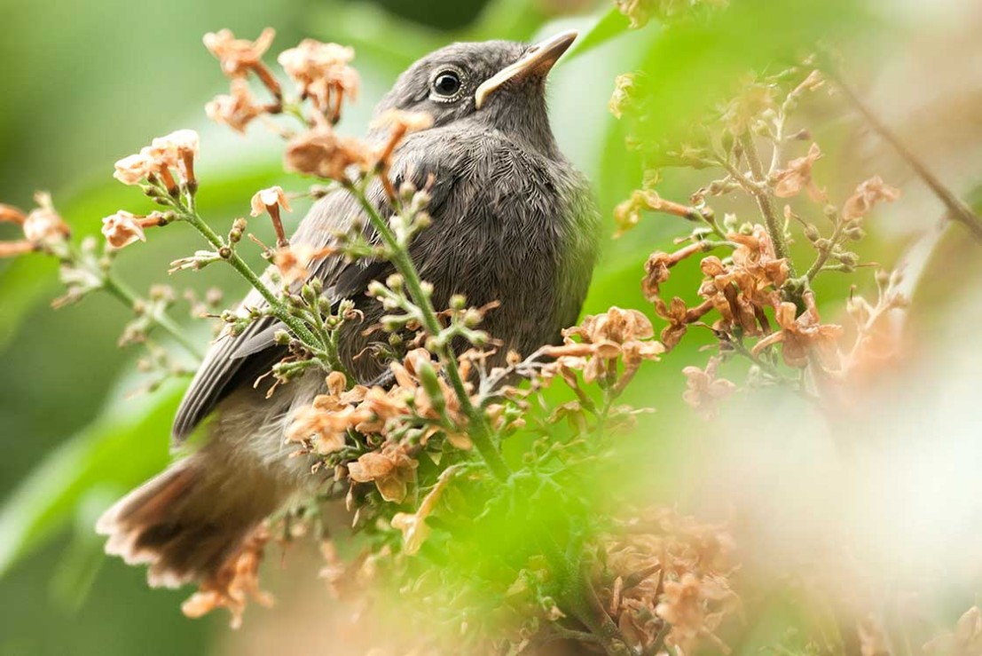 Hausrotschwanz,Black Redstart,Rotschwänzchen,