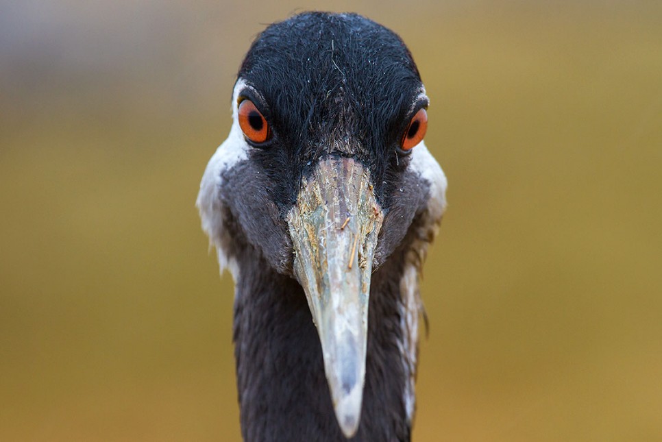 Grauer Kranich im Portrait