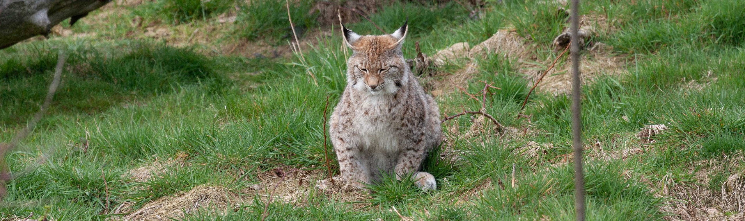 Luchs