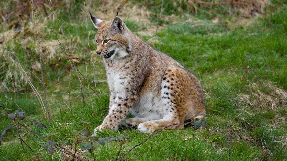 luchs
