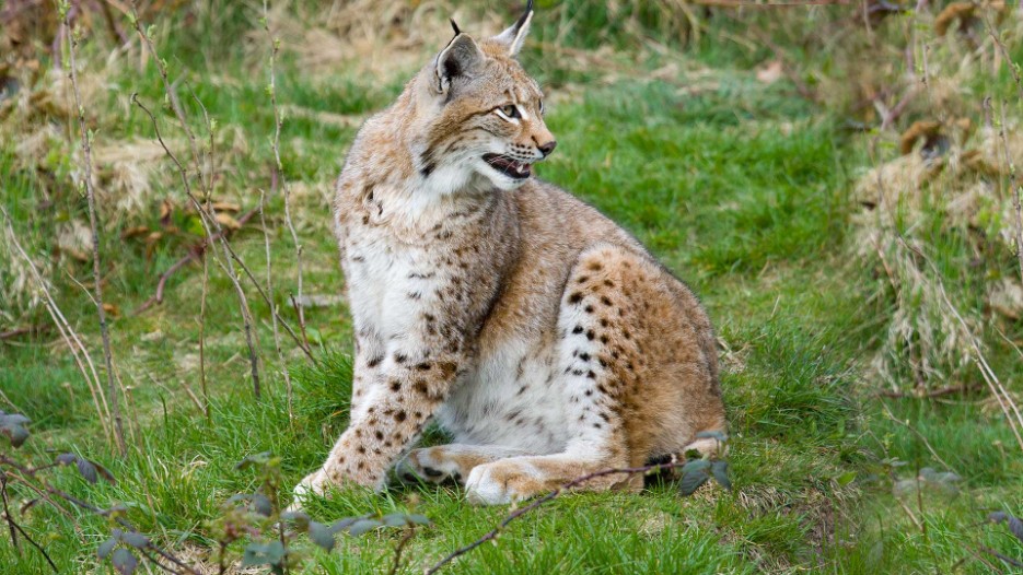 luchs