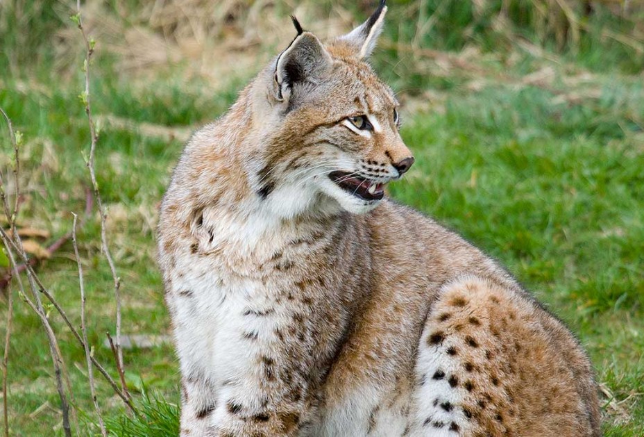 Luchs (Lynx lynx)