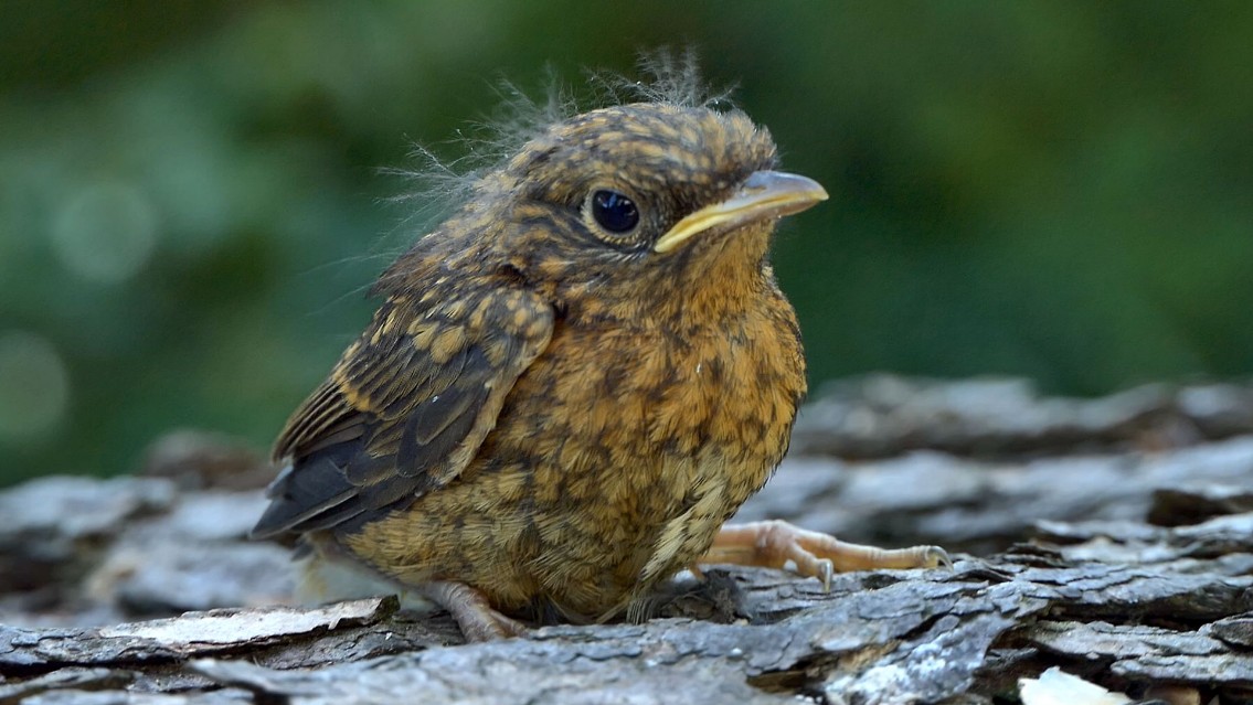 Rotkehlchen Junges (Erithacus rubecula)