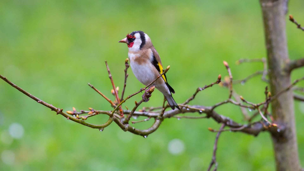 Stieglitz (Carduelis carduelis)