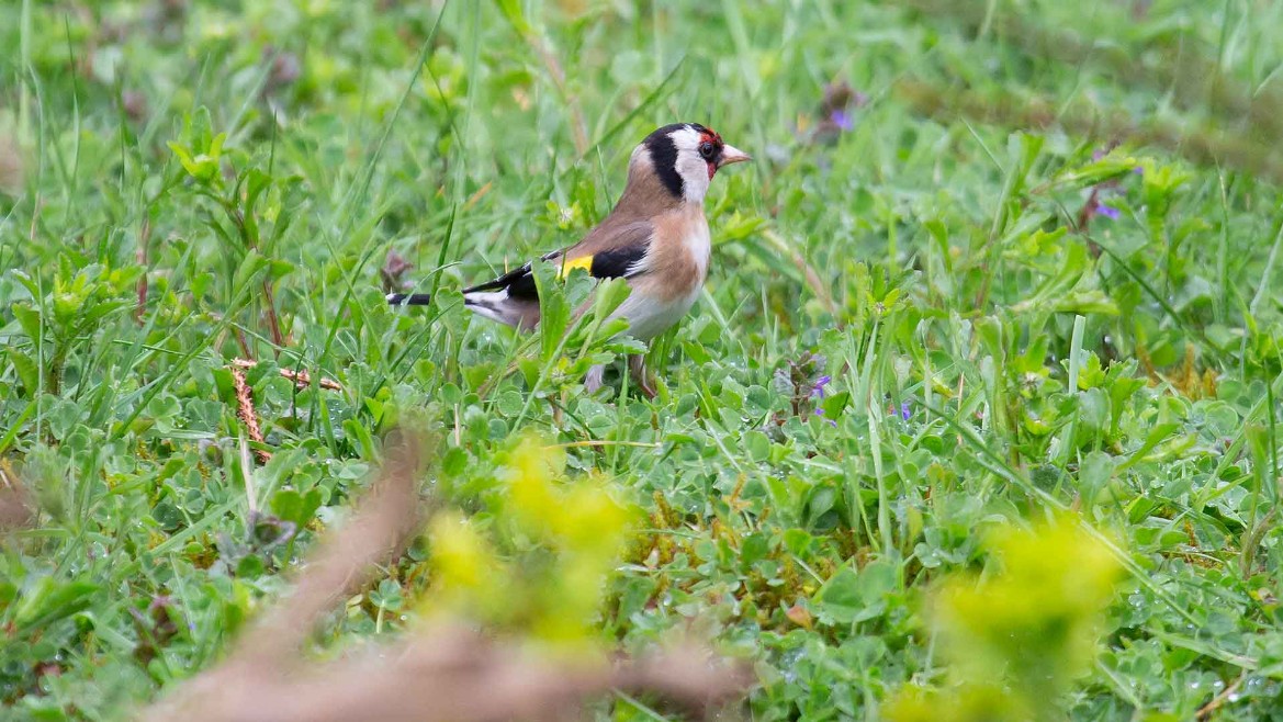 Stieglitz (Carduelis carduelis)