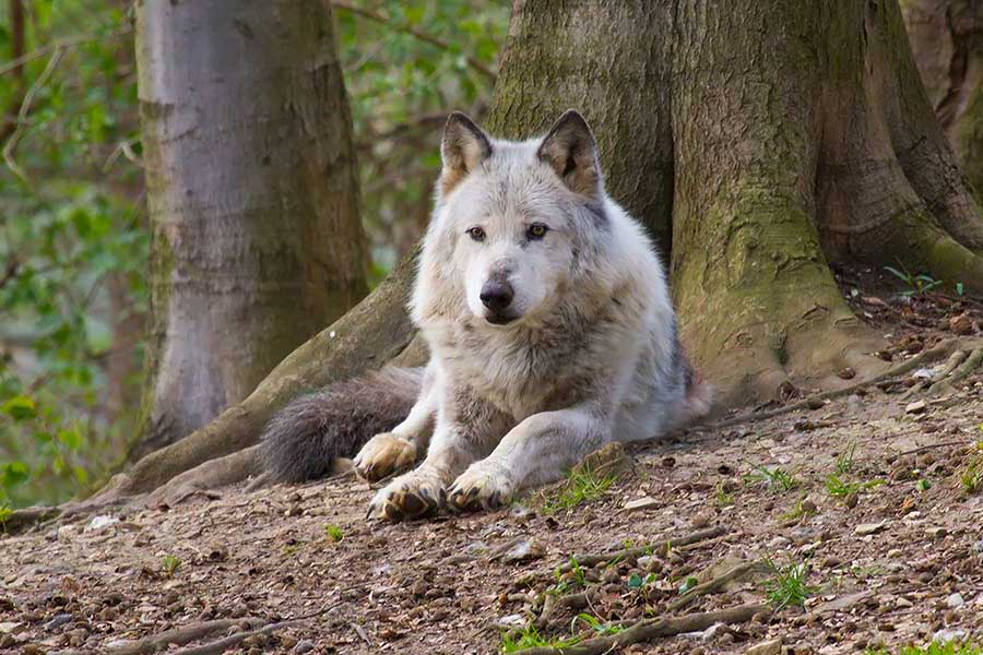 wolf,bärenpark,worbis,wölfe,