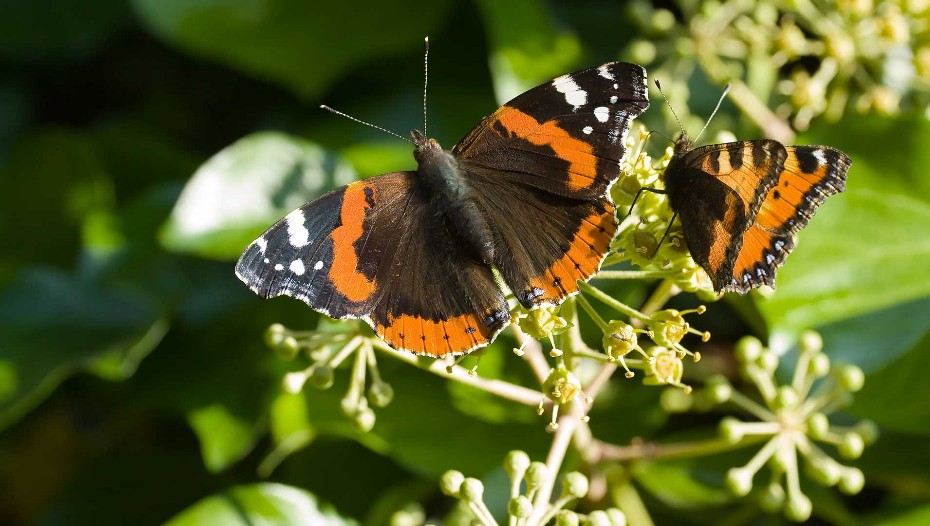 Admiral, schmetterling, falter,