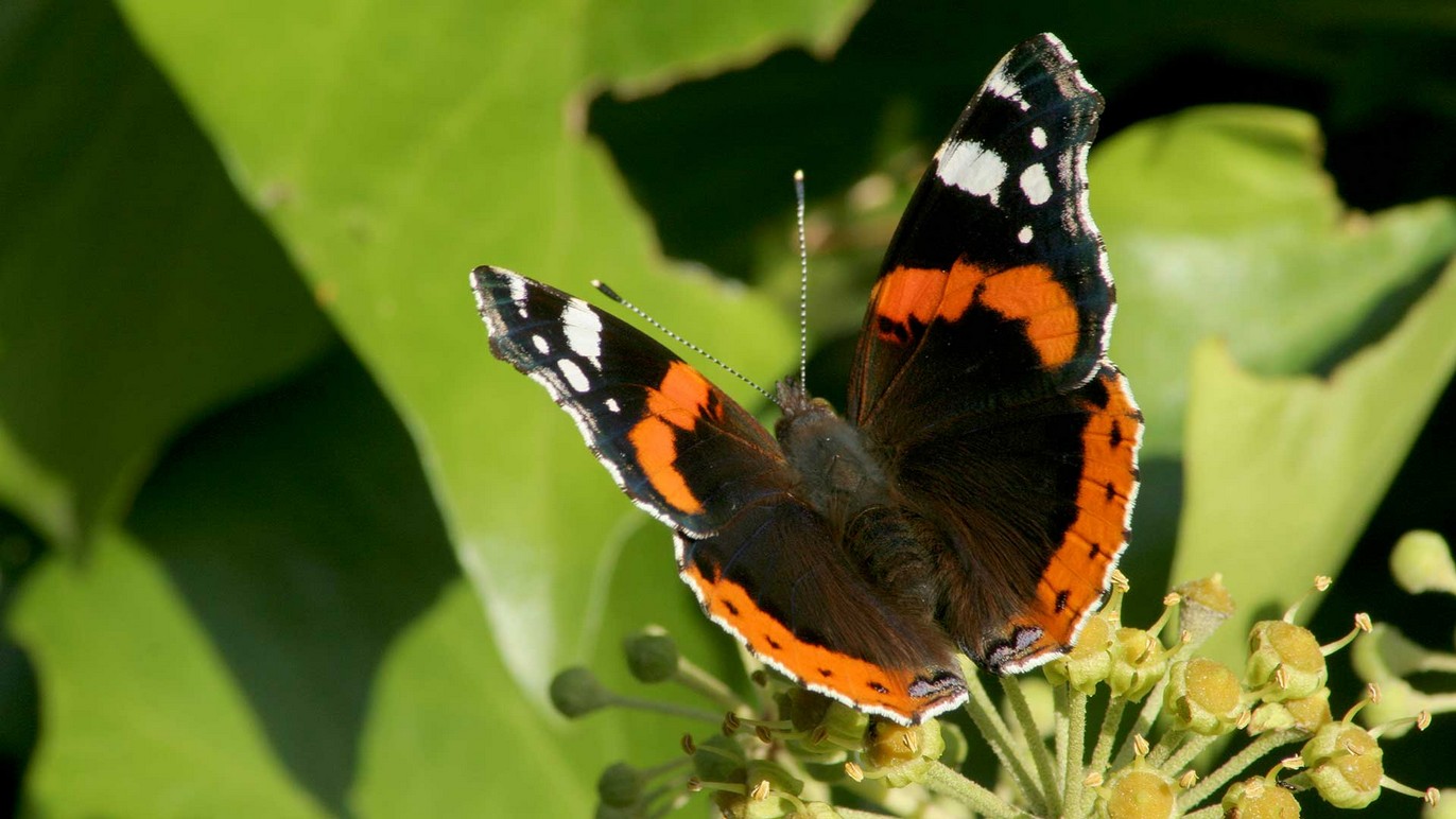 Admiral, Schmetterling, 