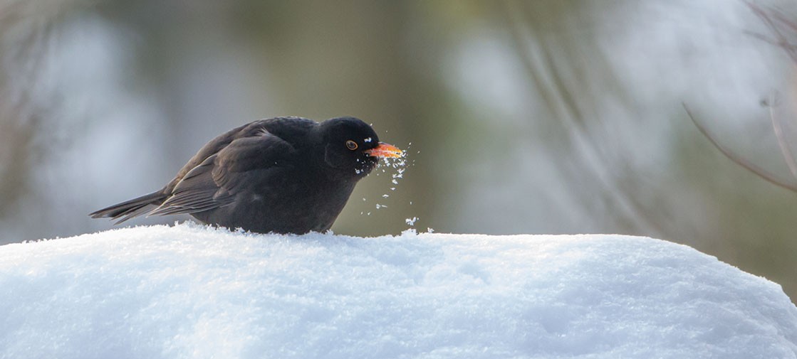 Amsel,Turdus merula,