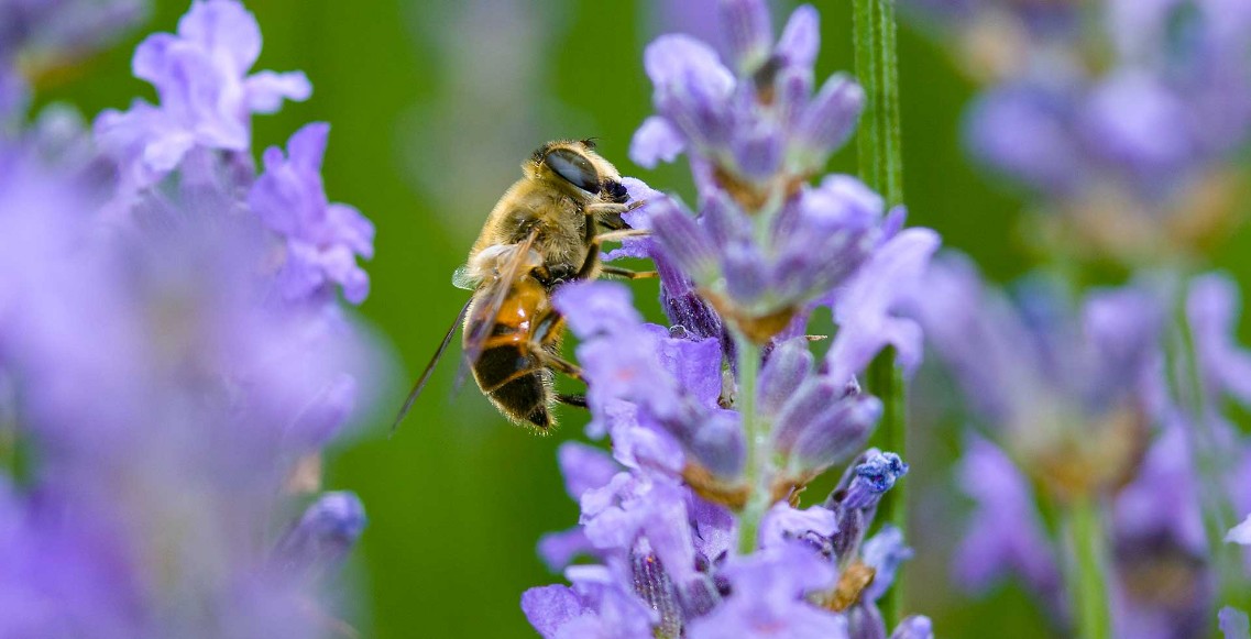 biene, lavendel,