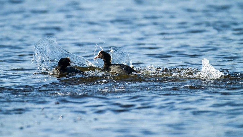 Blässhuhn (Fulica atra)