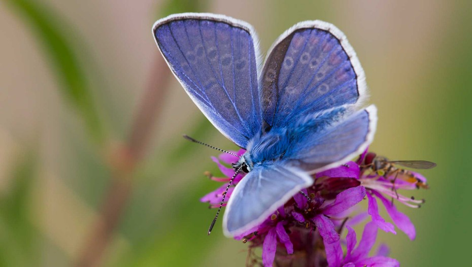 Bläuling, Schmetterling, Falrwe,