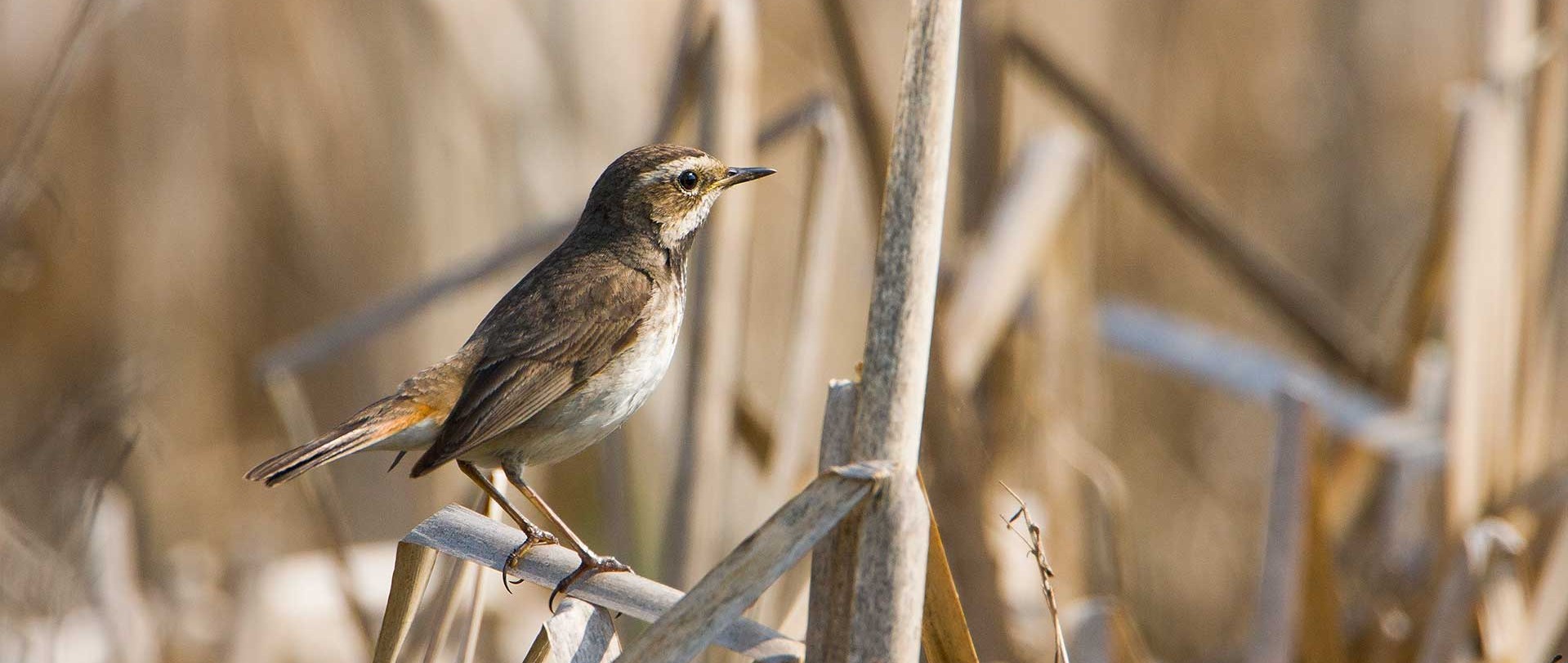 Blaukehlchen (Luscinia svecica)