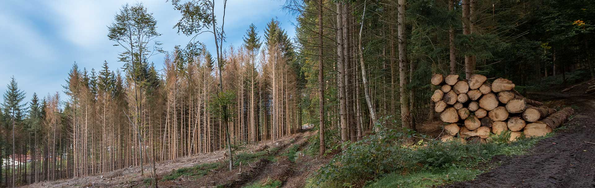 borkenkäferbefall