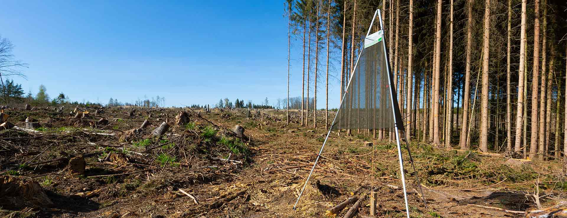 borkenkäferbefall,fangnetz,trinet,