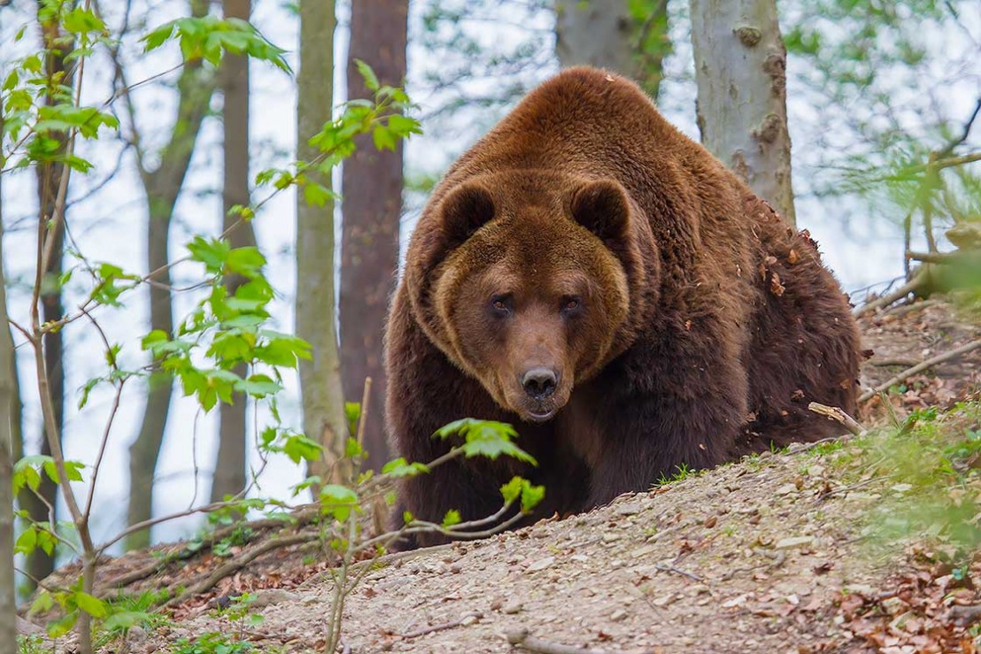 Braunbär,Ursus arctos,