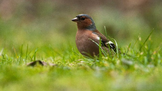 Buchfink (Fringilla coelebs)