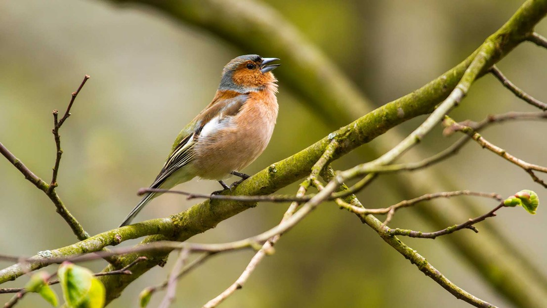 Buchfink,Fringilla coelebs,