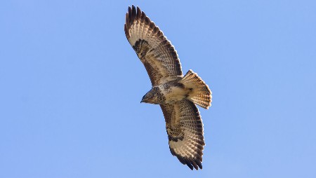 Greifvögel (Accipitriformes),seeadler,bussard,milan,