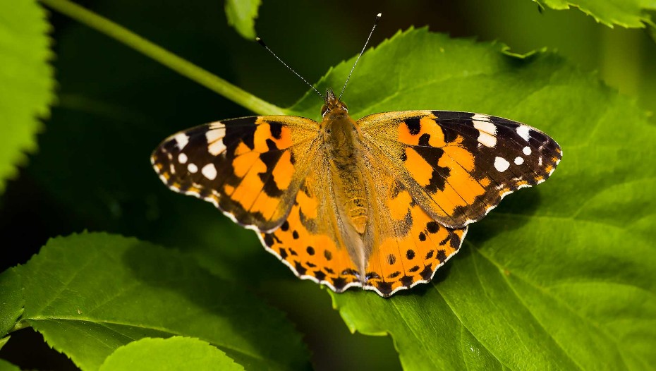 Distelfalter, Schmetterling, distelfalter, hortensie,