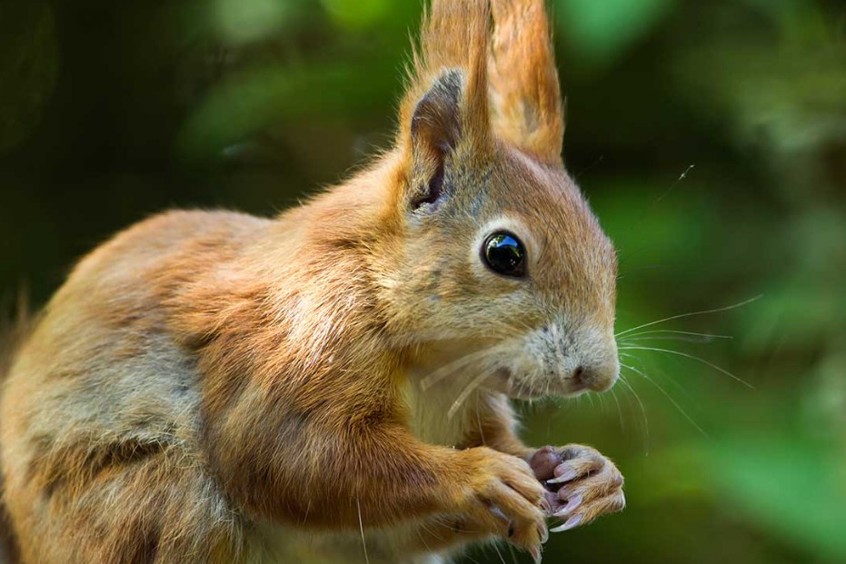 Eichhörnchen (Sciurus vulgaris)