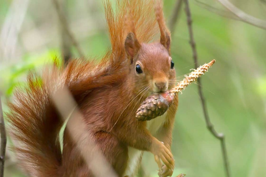 Eichhörnchen,Sciurus vulgaris.