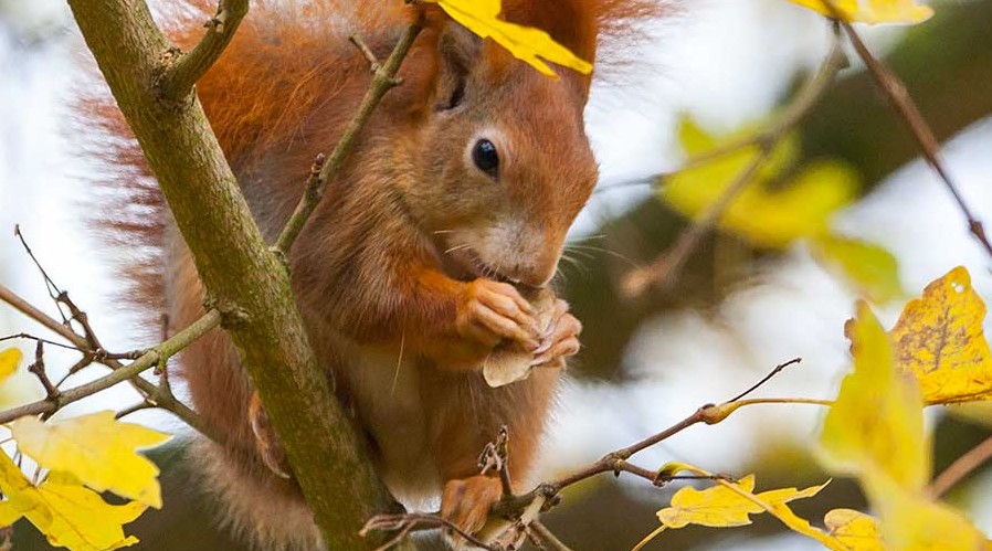 Eichhörnchen