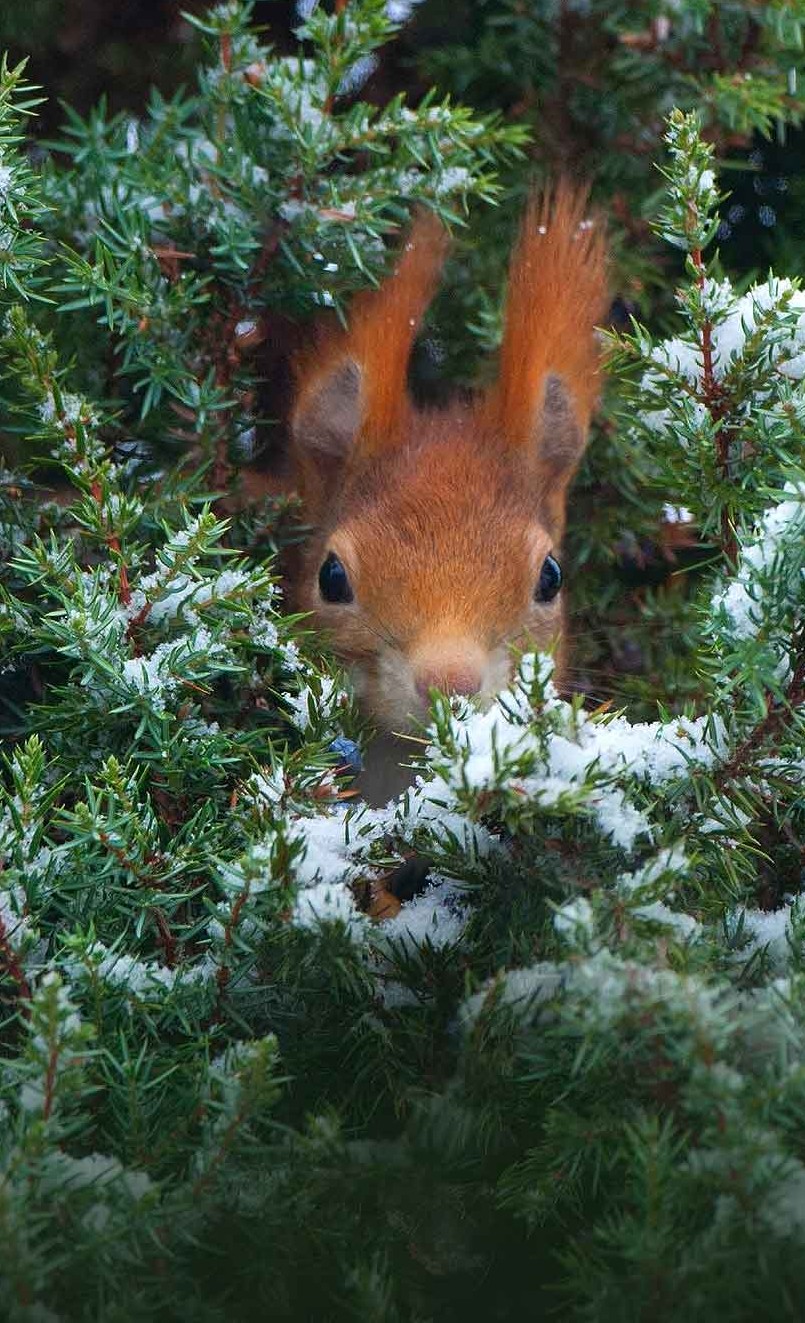 Eichhörnchen