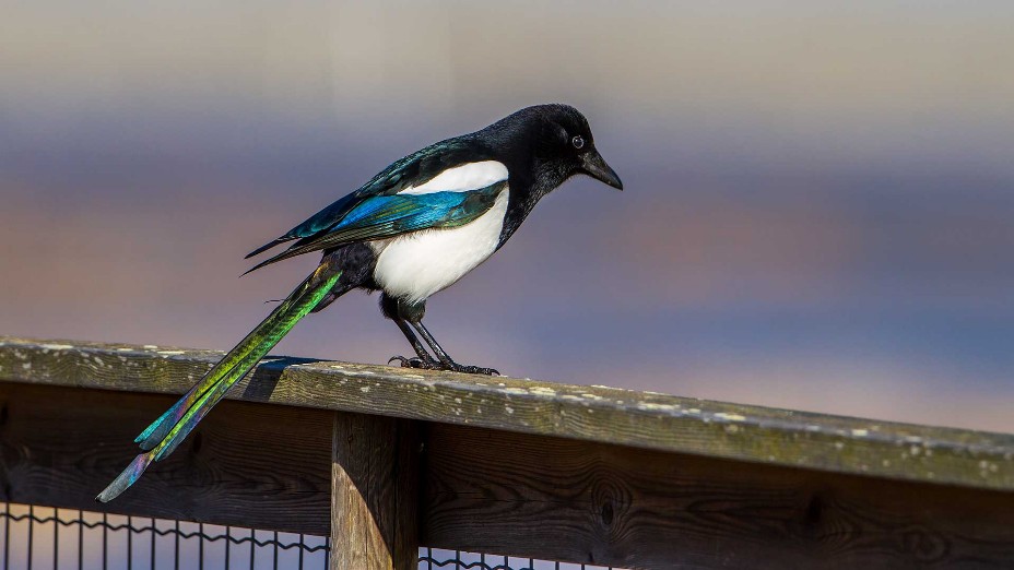 Rabenvögel (Corvidae),elster,dohle,