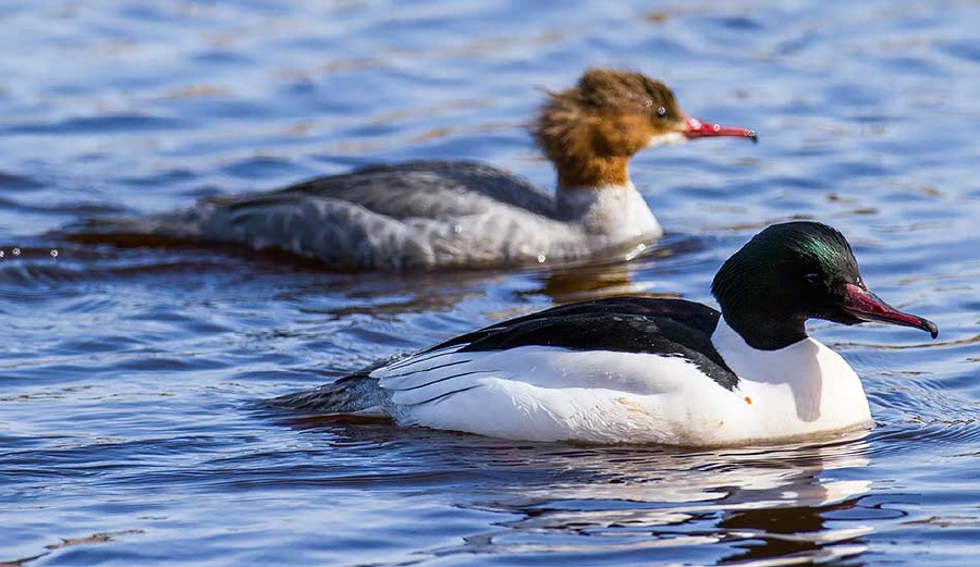 Gänsesäger,Common Merganser,Mergus merganser,