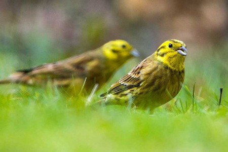 Goldammer (Emberiza citrinella)