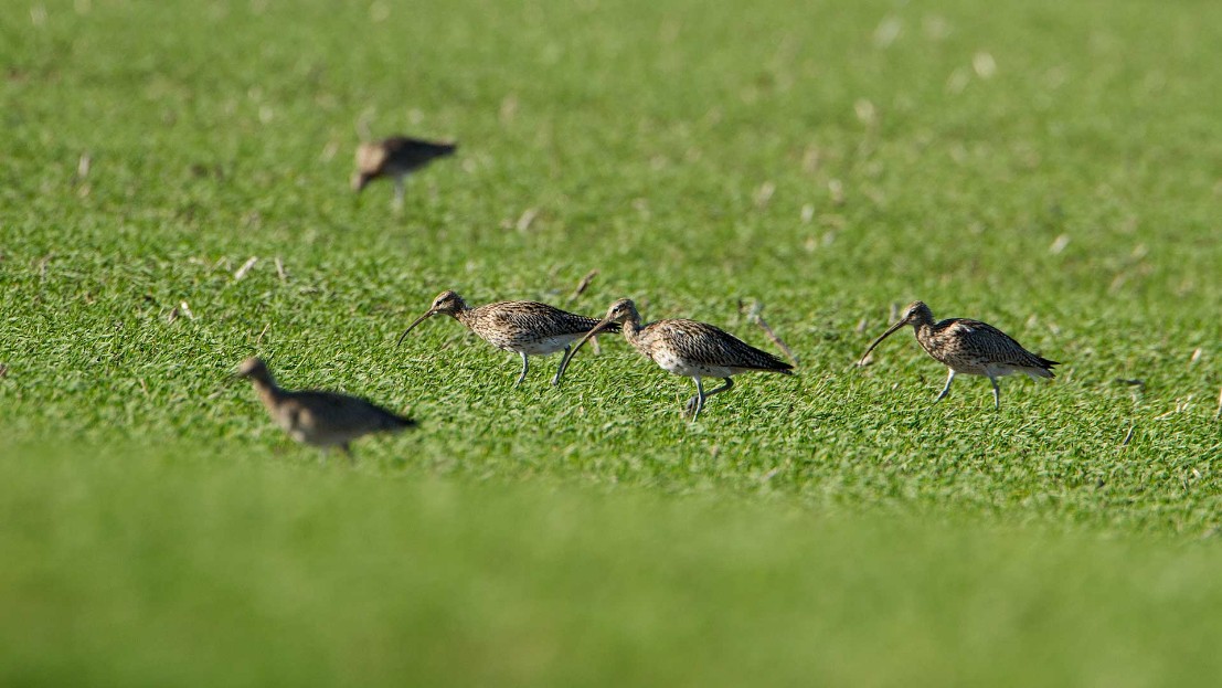 Große Brachvogel,Eurasian Curlew,Numenius arquata,