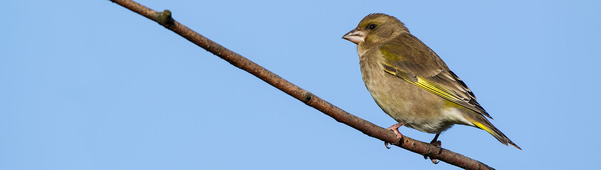 Grünfink (Carduelis chloris)