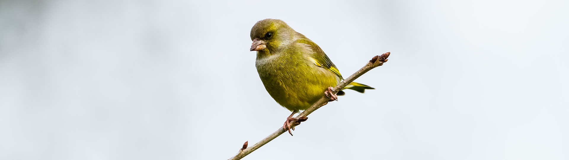 Grünfink (Carduelis chloris)