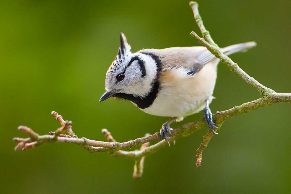 Haubenmeise,European Crested Tit,