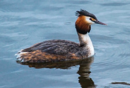 Haubentaucher (Podiceps cristatus)