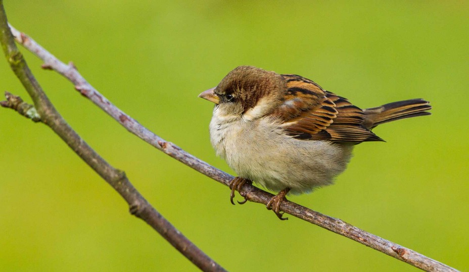 Haussperling House Sparrow,Passer domesticus,