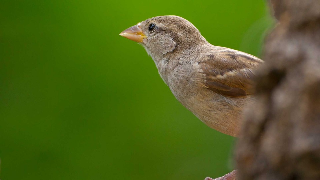 Haussperling,House Sparrow,Passer domesticus,