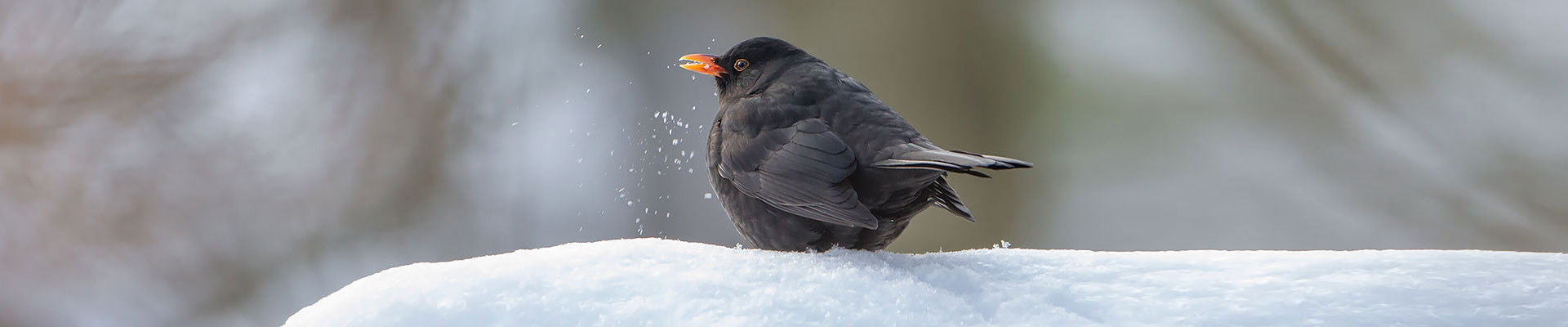 amsel  im schnee