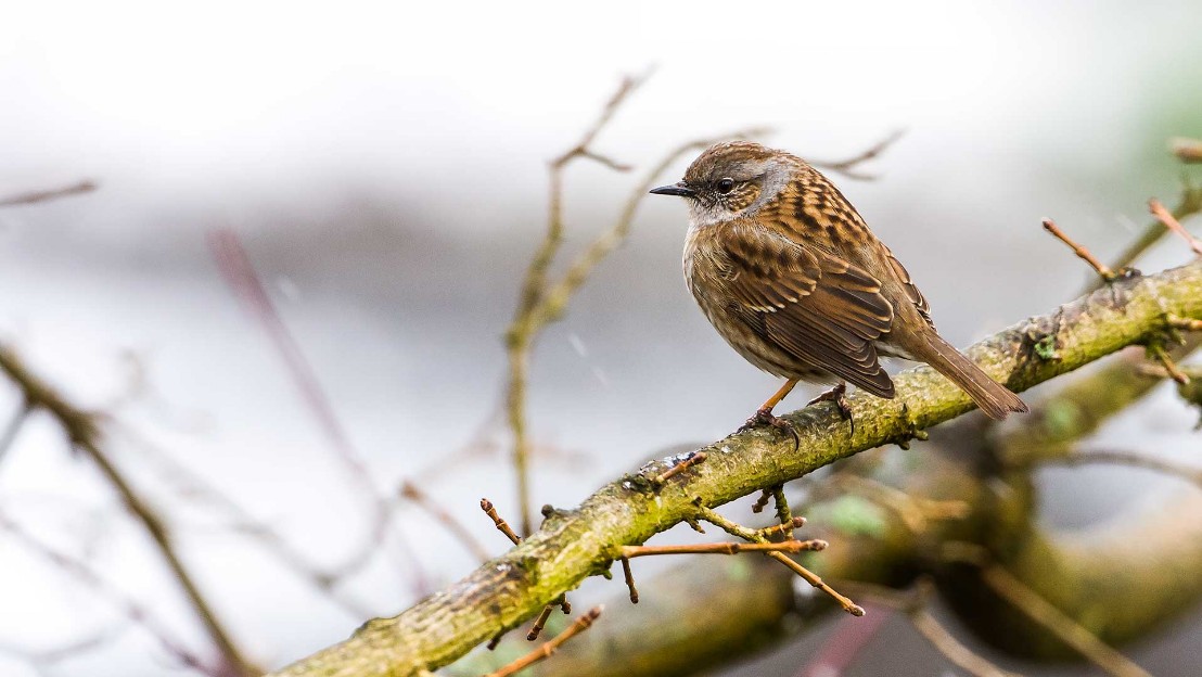 Heckenbraunelle,Dunnock,Prunella modularis,