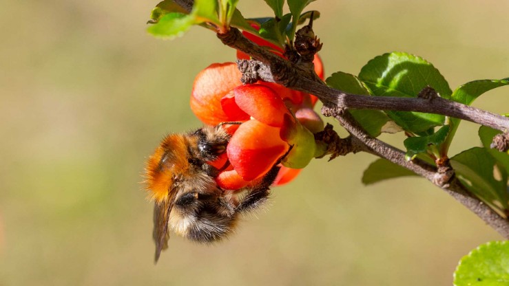 Hummel, Zierquitte,