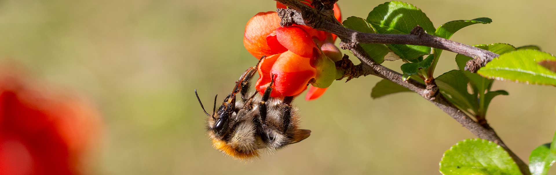 Hummel, Zierquitte,