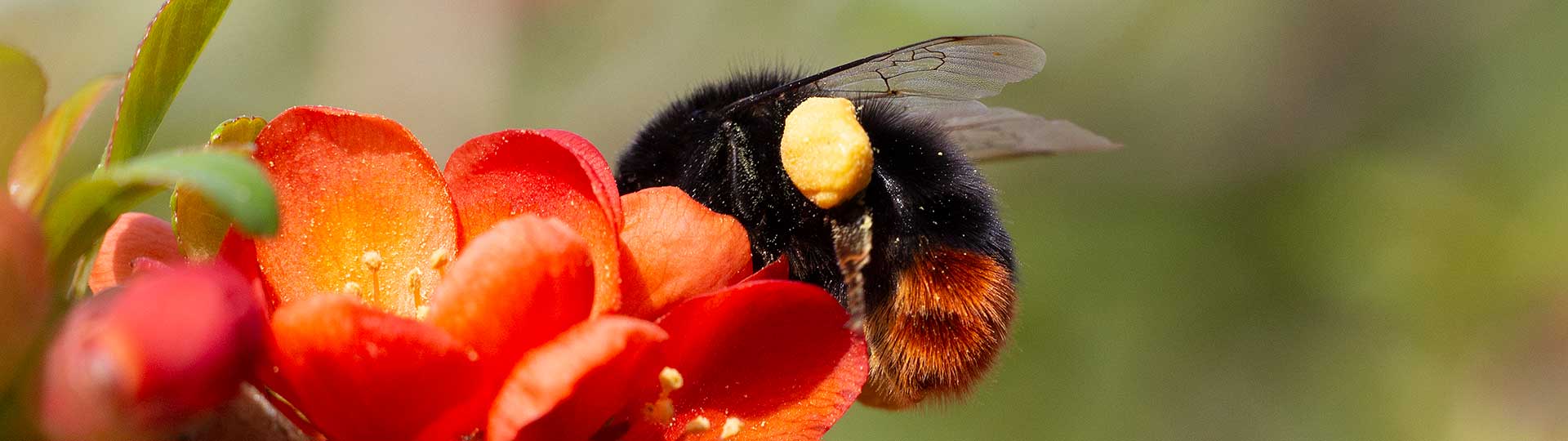 hummel,pollen,