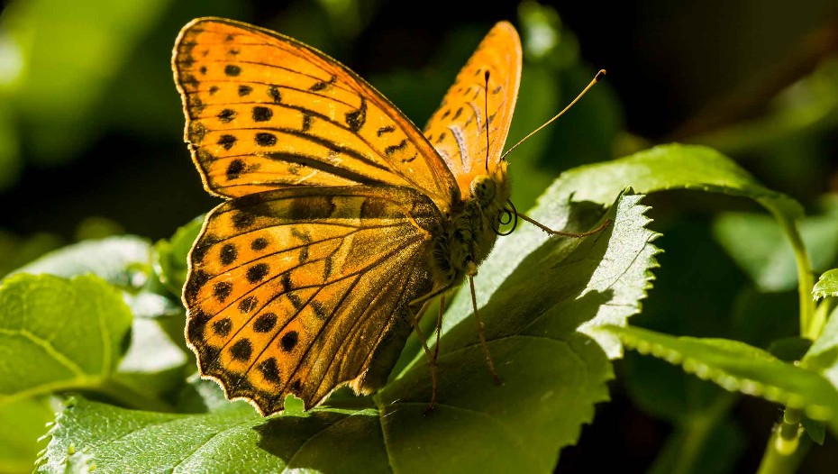 Kaisermantel, schmetterling, falter,