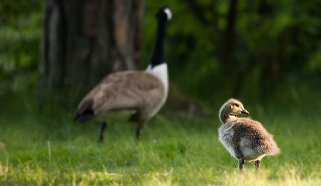 Gänsevögel (Anseriformes)